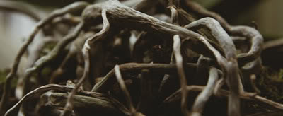 Scintillation by Xavier Chassaing