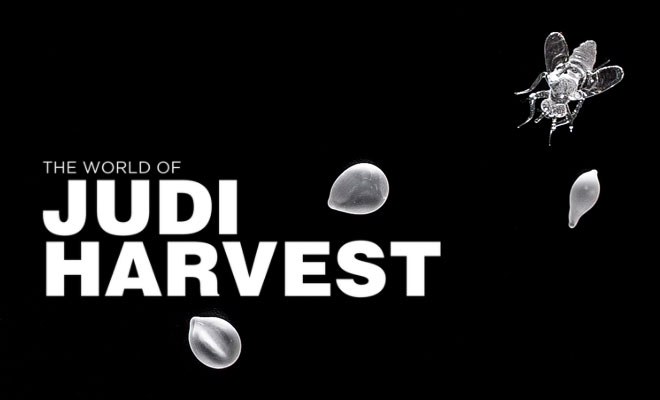 DESIGN SCENE ART: THE WORLD OF JUDI HARVEST