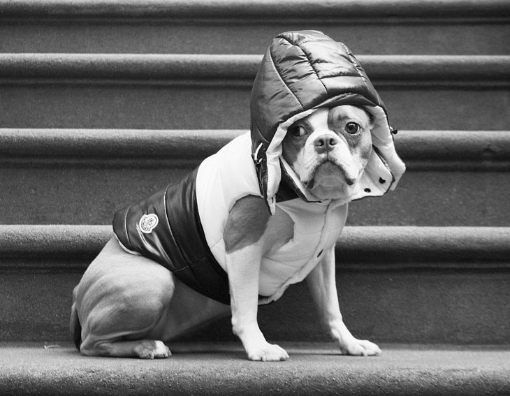 How to Stay Stylish When Taking the Dog for a Walk