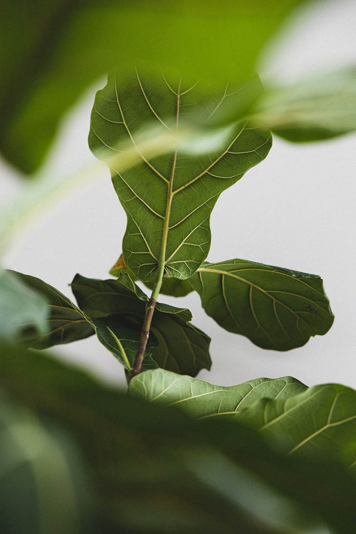 Why Interior Designers Are In Love With Fiddle Leaf Fig