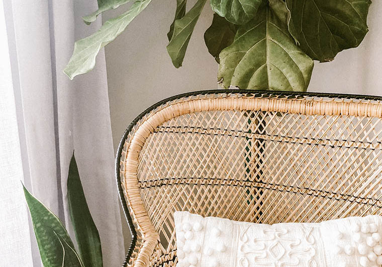 Why Interior Designers Are In Love With Fiddle Leaf Fig