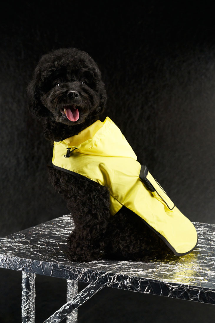 Dress Your Furry Friend in Couture: Poldo Dog Couture X Moncler