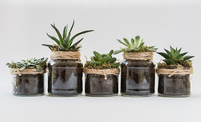 Ideal House Plants for Low and Bright Light Environmental Home Conditions