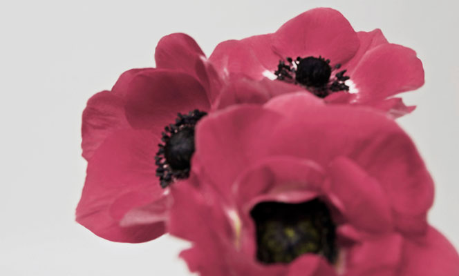 Last Night I Dreamt You Came Back To Me