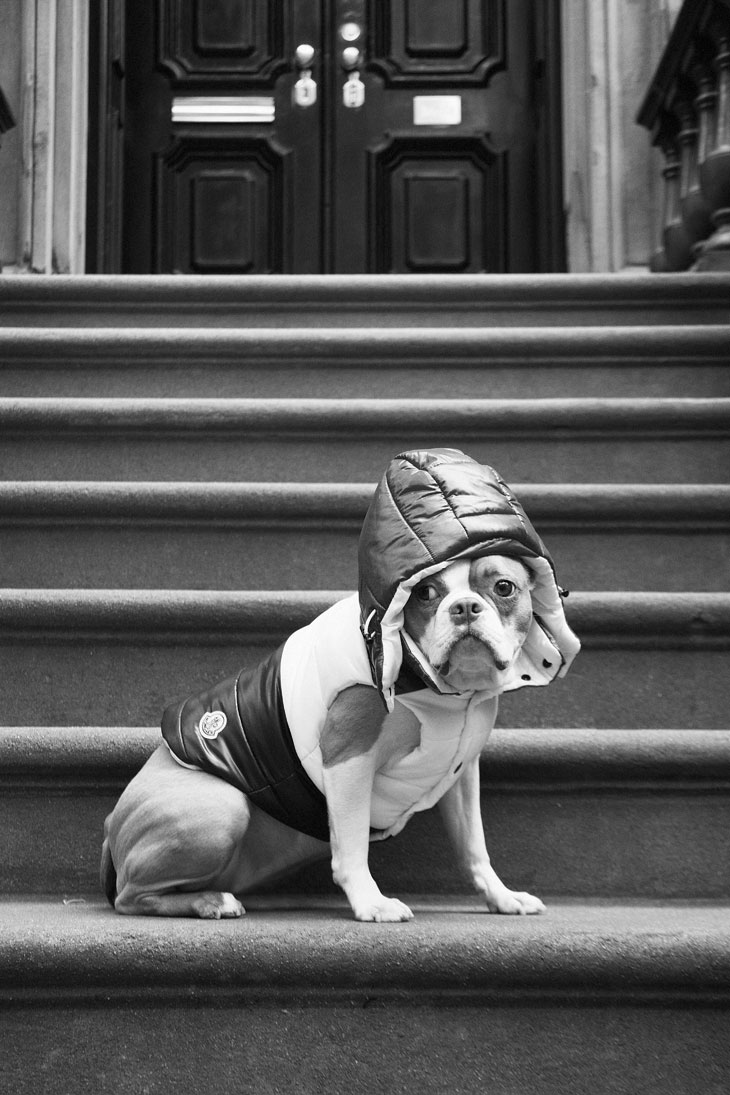 Moncler Dog
