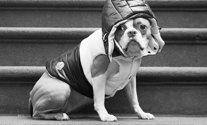 6 Ways to Keep Your Dog Occupied at Home