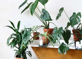 5 Crucial Steps on Ways to Start Your Plant Parenting Journey for Indoor Plants