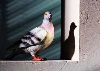 And Just Like That Carrie Bradshaw Swaps Clutch for Pigeon