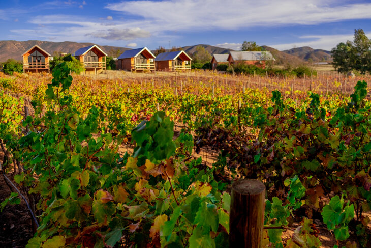 Your Perfect Stay in Valle de Guadalupe