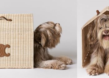 CELINE Introduces Dog Accessories Line Captured by Hedi Slimane