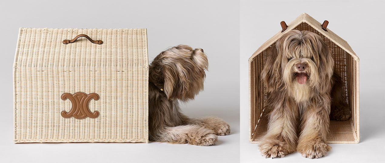CELINE Introduces Dog Accessories Line Captured by Hedi Slimane