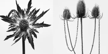 TOTEME Unveils Sculptural Jewelry Campaign by Guido Mocafico