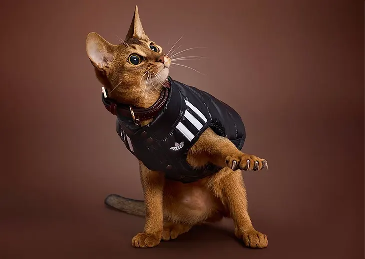 adidas Pet Collection