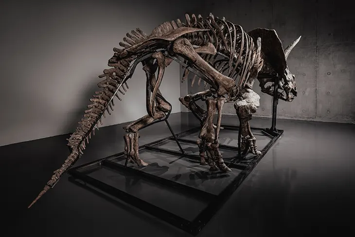 JOOPITER Triceratops Trey