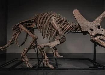 66 Million Year Old Triceratops Trey Sells for $5.5M on JOOPITER