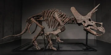 66 Million Year Old Triceratops Trey Sells for $5.5M on JOOPITER