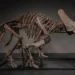 66 Million Year Old Triceratops Trey Sells for $5.5M on JOOPITER