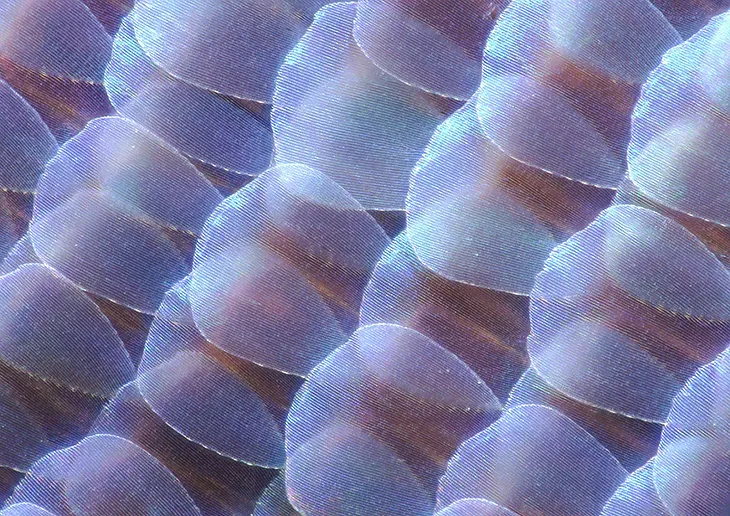 Iridescent Becoming