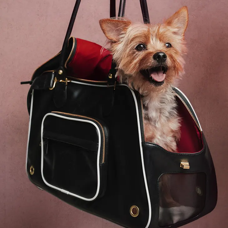 adidas Clubs Pet Collection