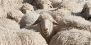 Does Fashion Have a Wool Problem?
