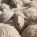 Does Fashion Have a Wool Problem?